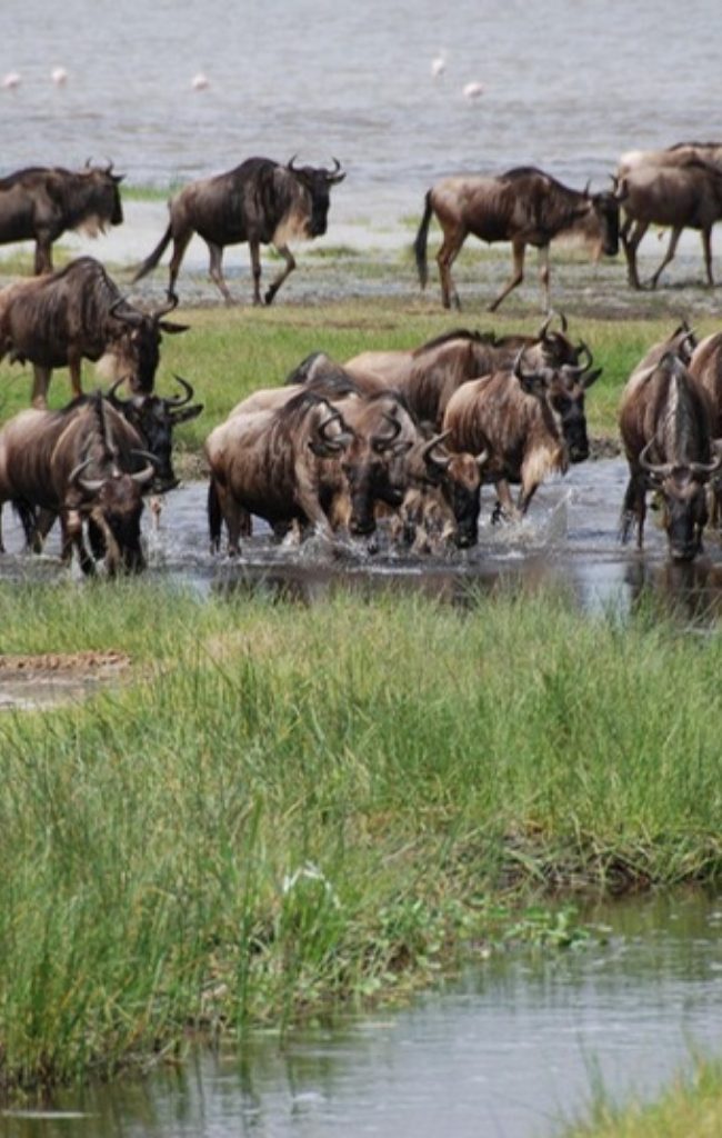 A large herd of wildebeest crossing a river
