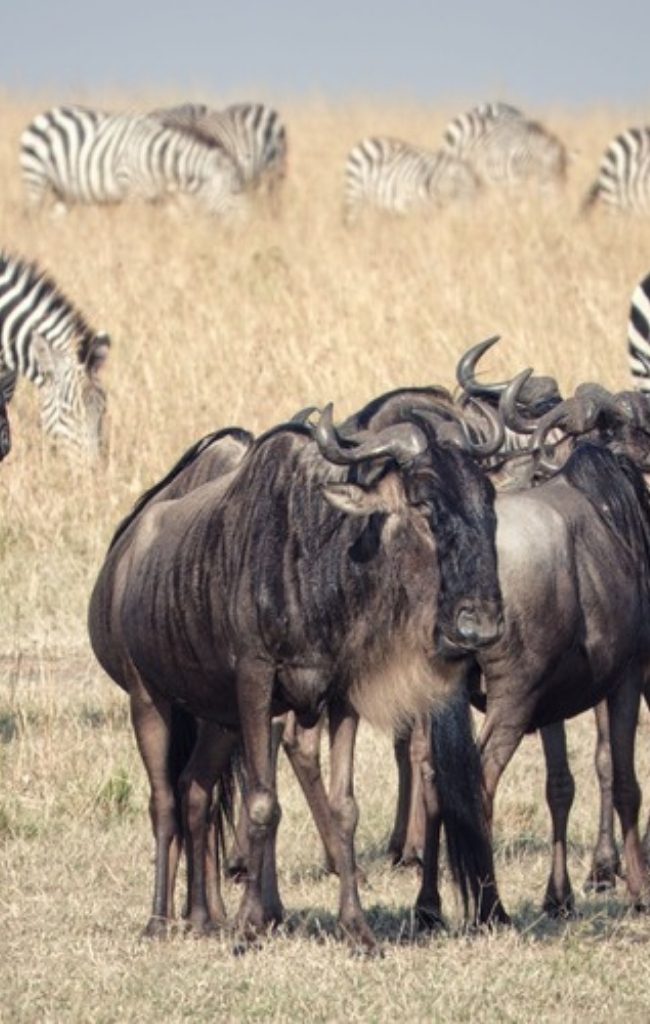 Wildebeest and zebras grazing in the Maasai Mara, Kenya