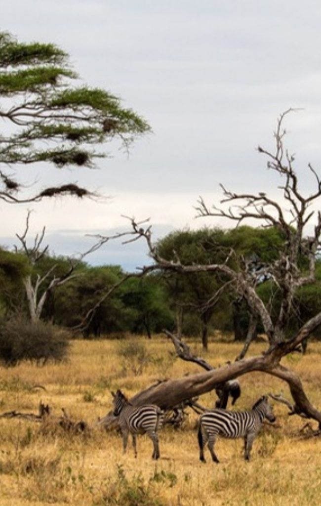 Zebras among acacia trees in the Serengeti