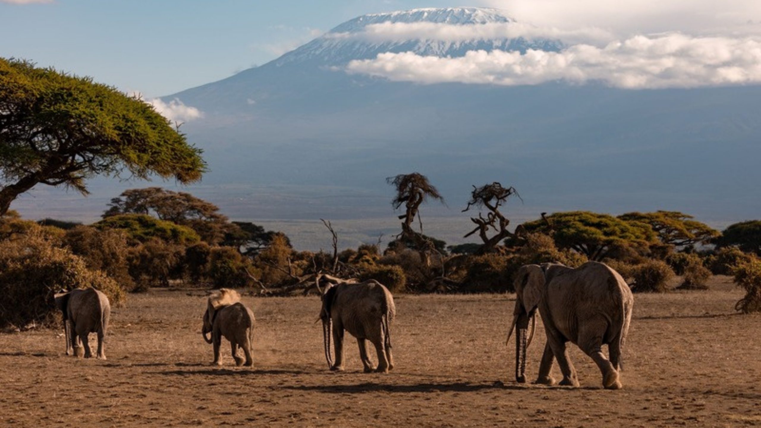 A herd of elephants crossing the savannah below Mount Kilimanjaro