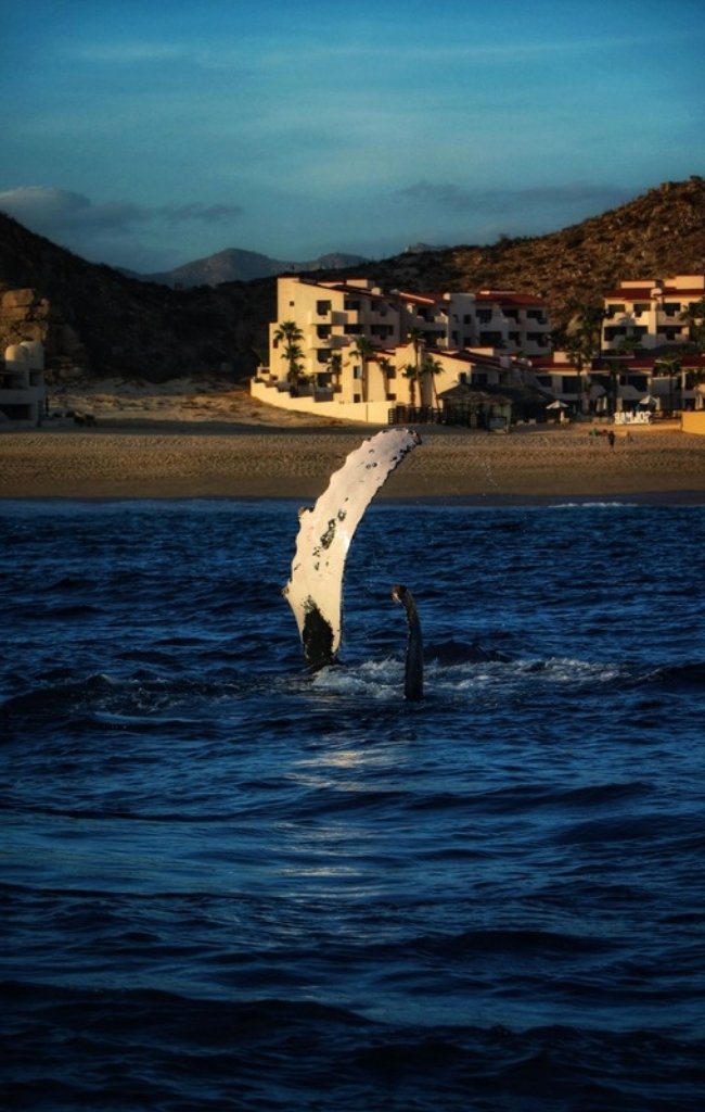 A whale's fin rising from the sea at sunset near Cabo San Lucas