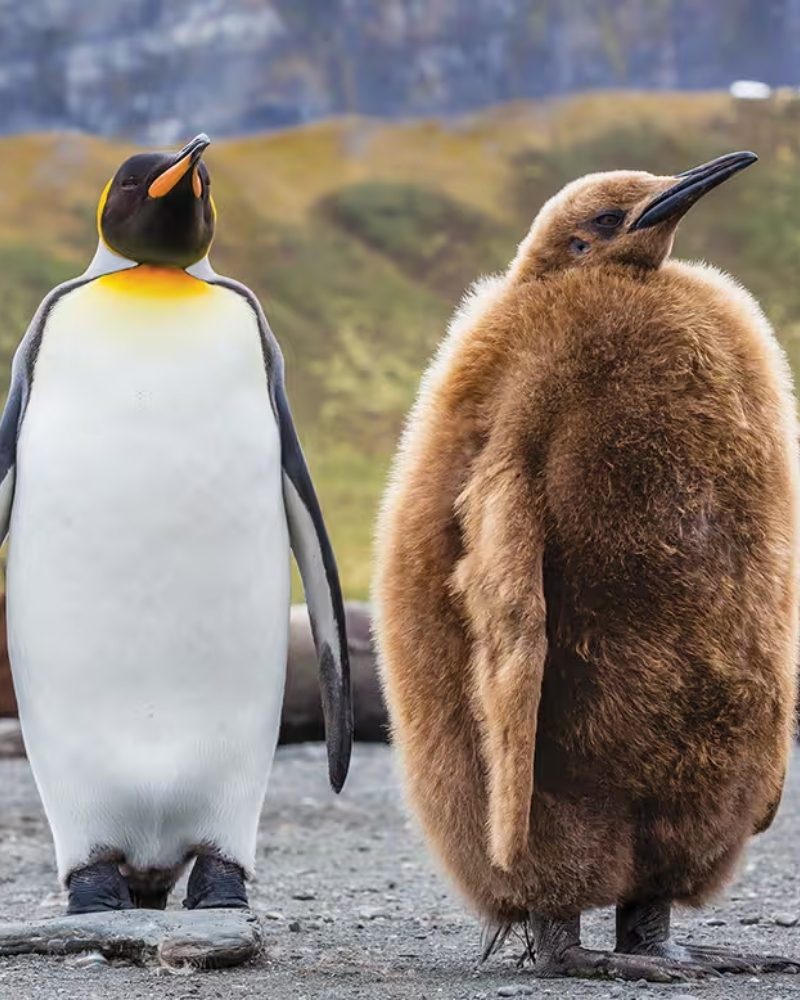 A king penguin beside a fluffy brown chick