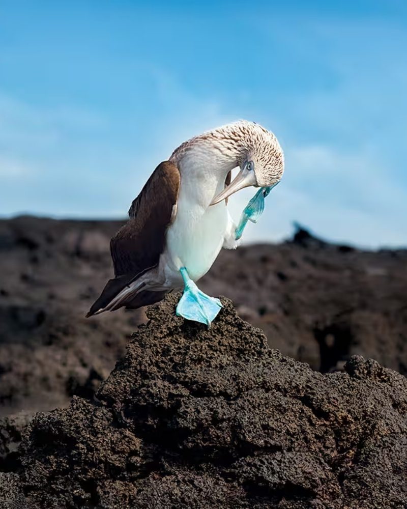 A blue-footed booby on volcanic rock in the Galápagos