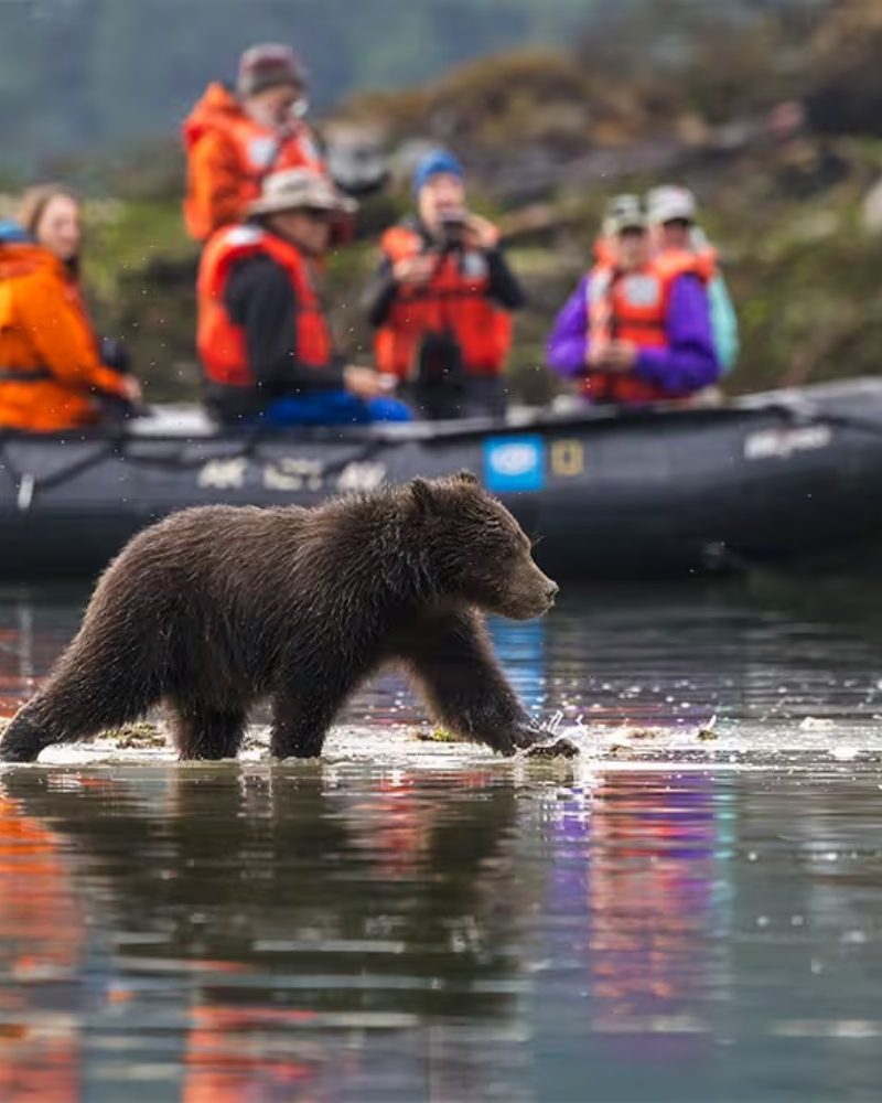 Guests in a Zodiac watching a young brown bear in Alaska