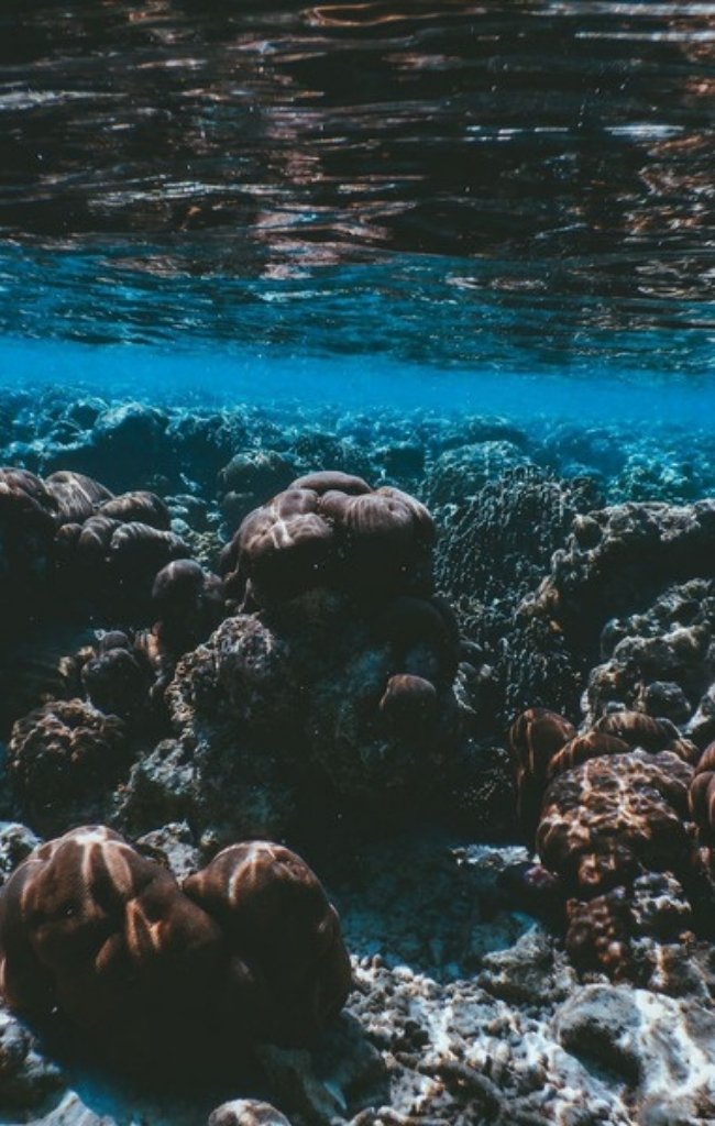 A colorful Maldivian reef full of sea life