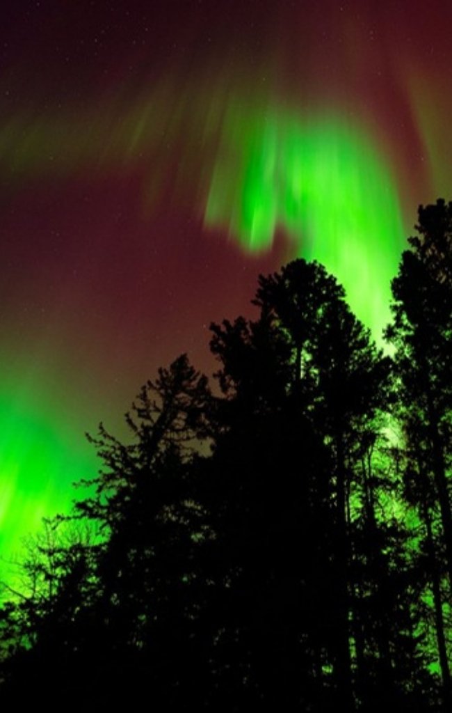 Green northern lights over a dark forest