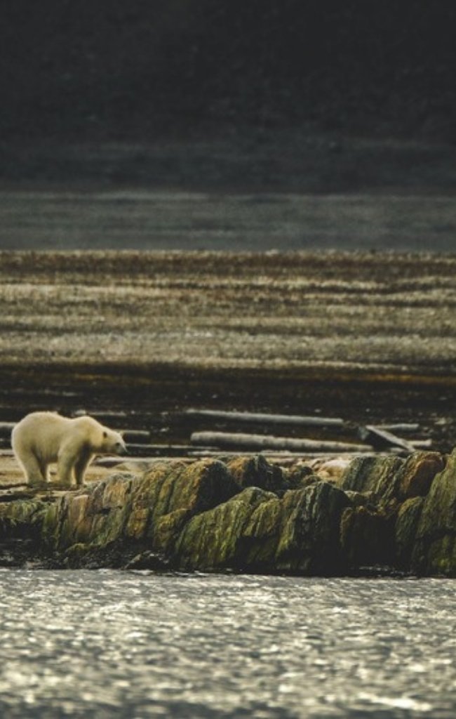 A polar bear crossing a rocky coastline