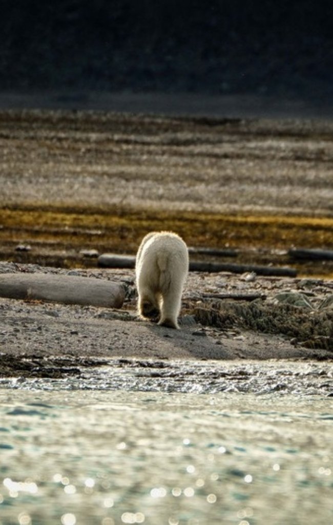 A polar bear walking along a rocky Arctic shoreline