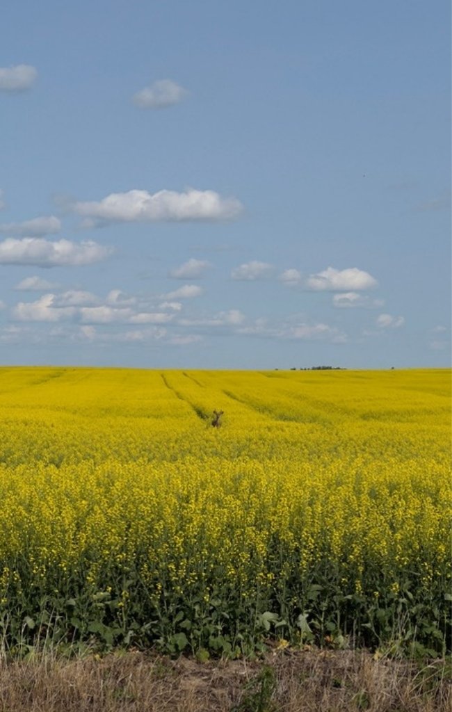 Canola in bloom across the prairie