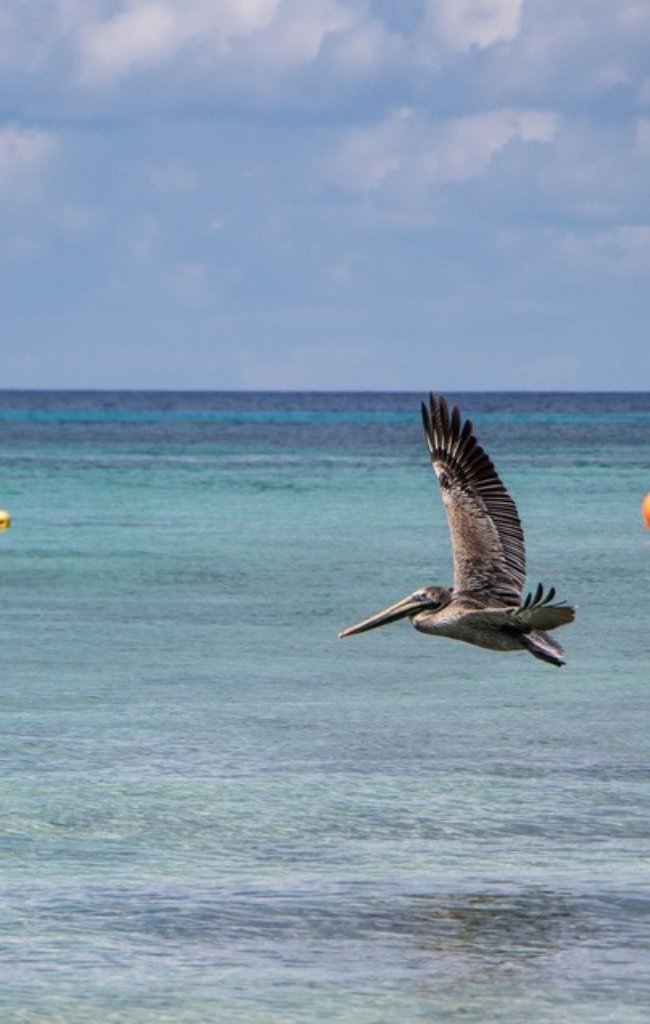 A brown pelican gliding low over turquoise water