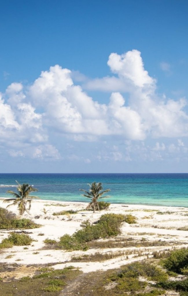 Palms and white sand above clear blue water on Cozumel