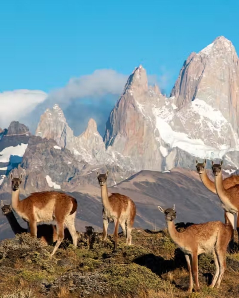 Guanacos below Mount Fitz Roy in Patagonia