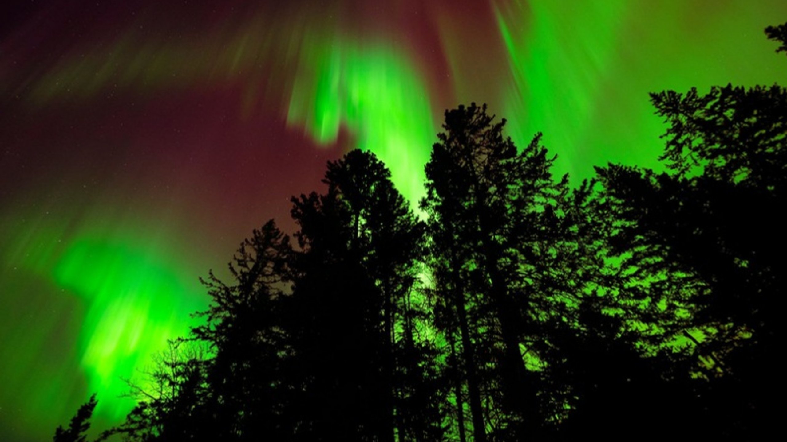 The northern lights over the forest at Riding Mountain