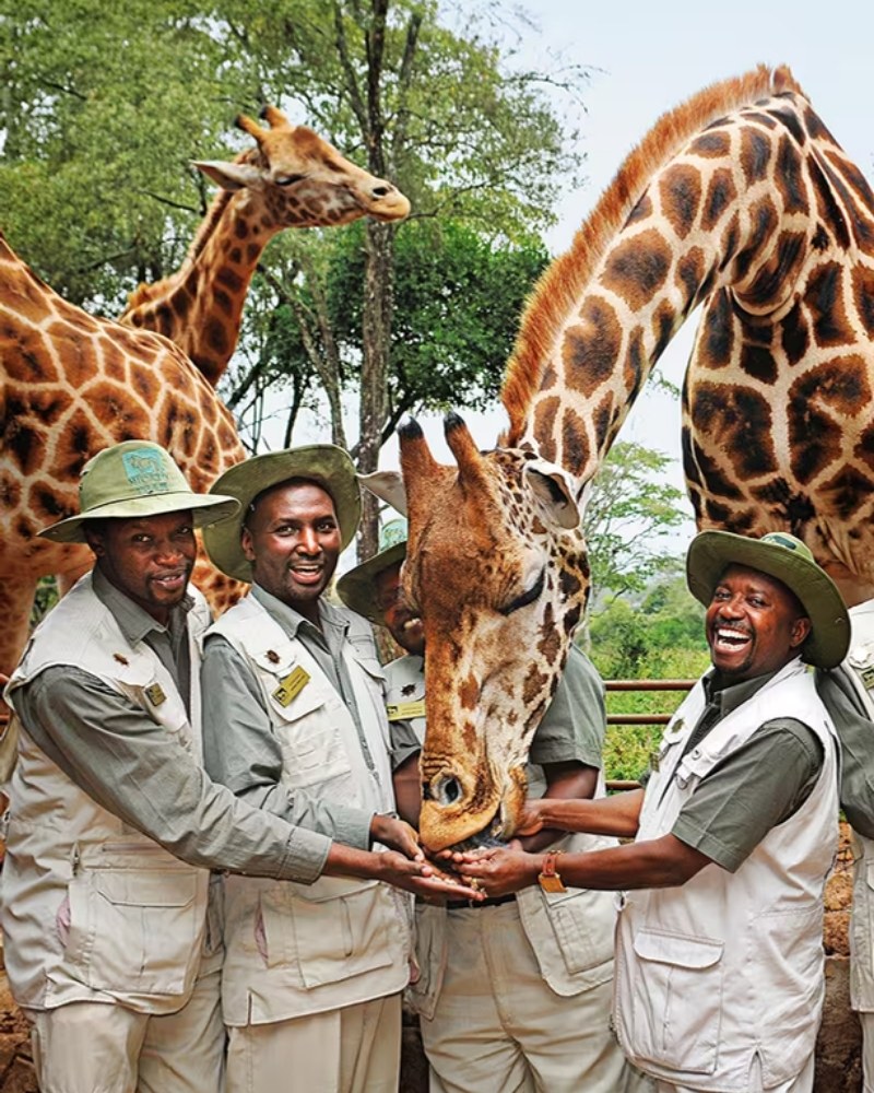 Micato guides feeding giraffes in Kenya