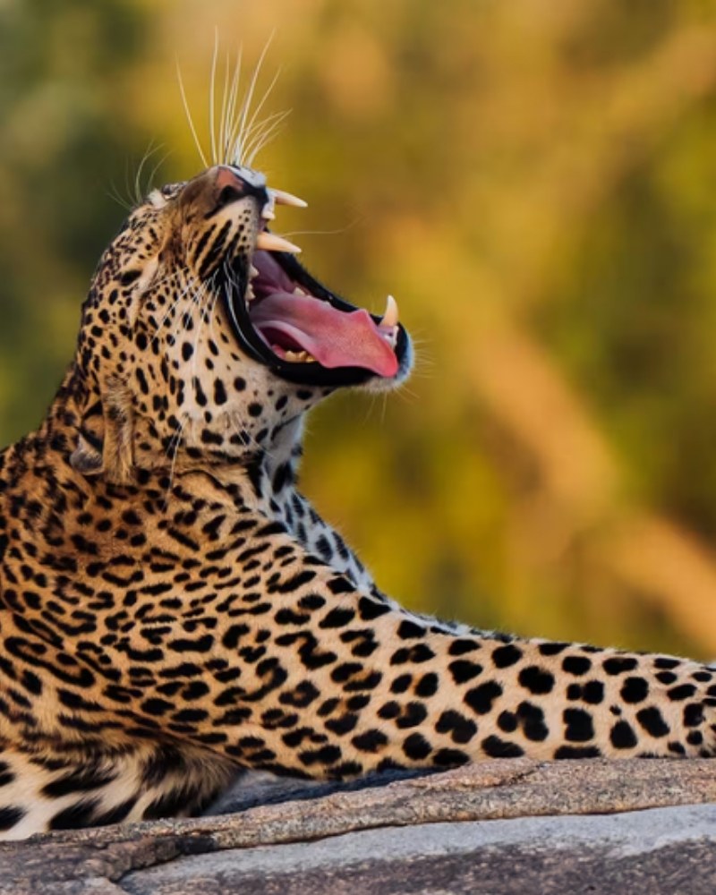A leopard yawning on a rock