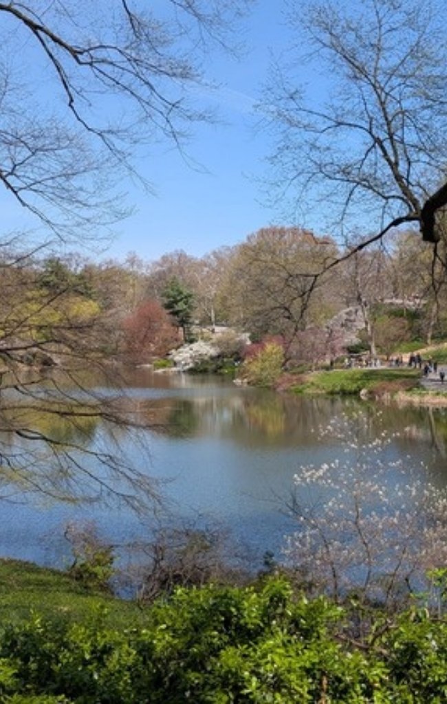 Spring trees around a quiet pond in a New York park