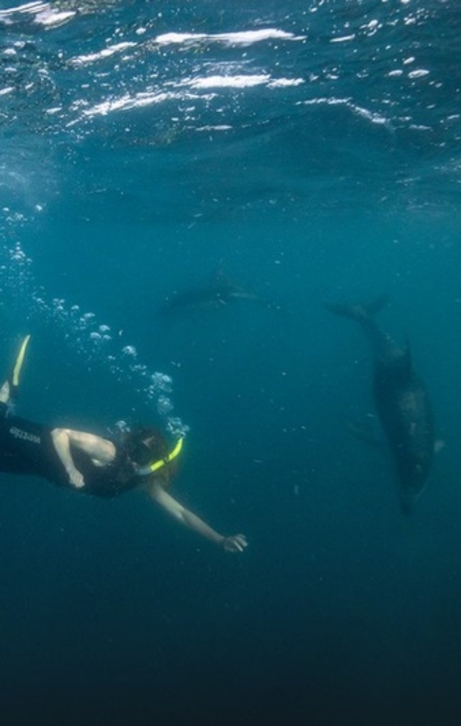 A snorkeler swimming with dolphins in clear blue water
