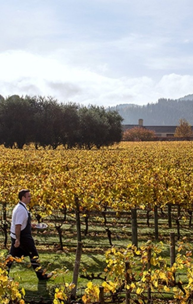 A walker among golden autumn vines in Hawke's Bay