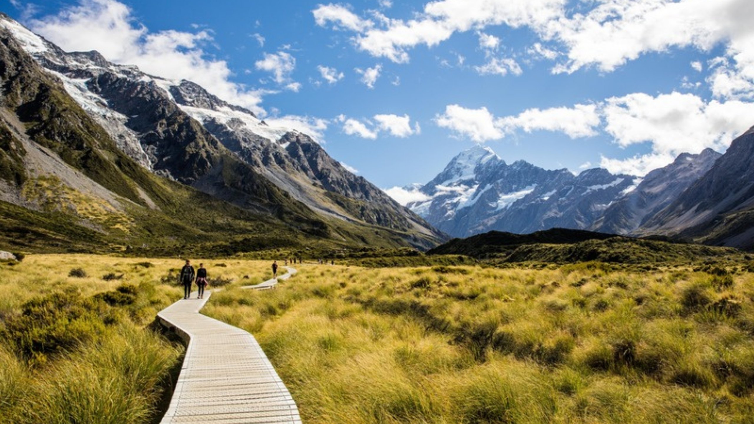 A boardwalk through golden tussock toward Aoraki Mount Cook