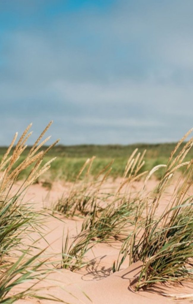 Sand dunes and coastal grasses on the north shore