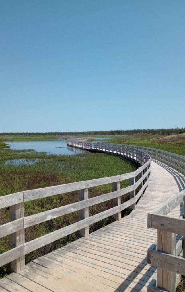 A boardwalk across green wetlands