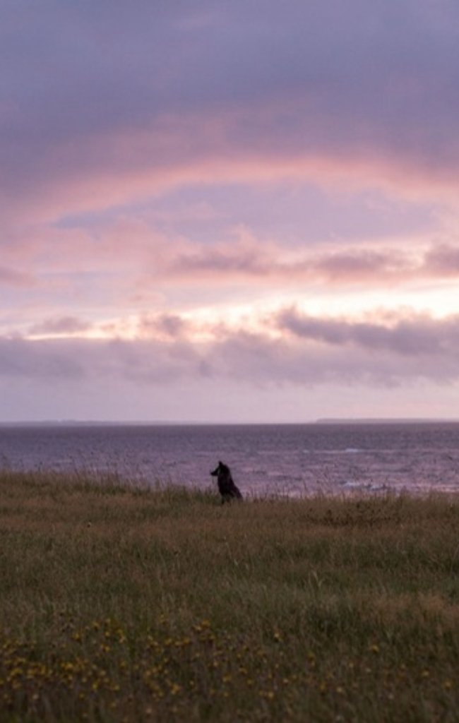 A red fox sitting by the sea at sunset
