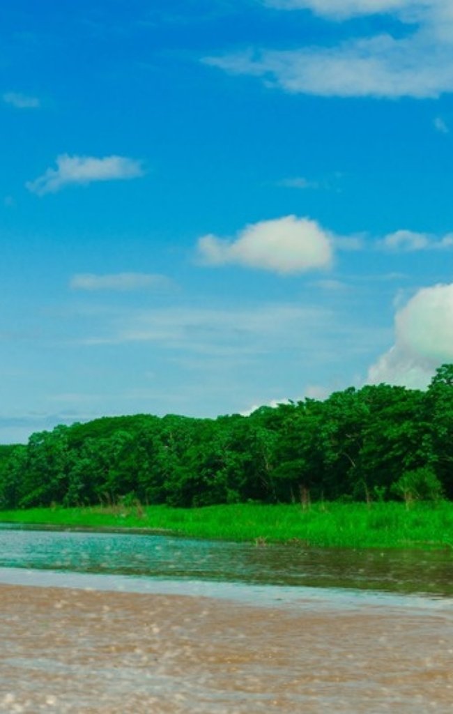 Rainforest along the Amazon River in Loreto, Peru