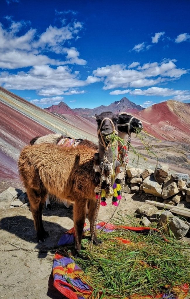 Llamas grazing below Rainbow Mountain