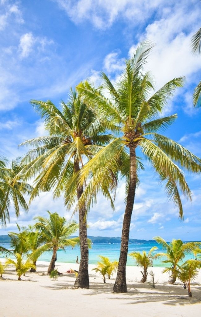 Coconut palms over the white sand of Boracay