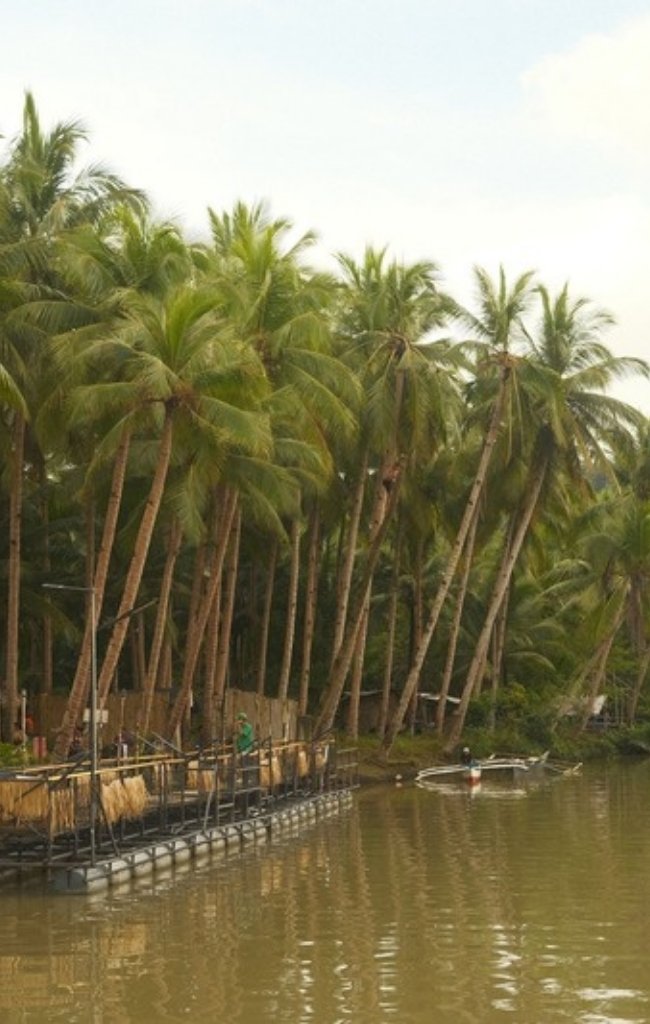 Palm trees along the Loboc River in Bohol