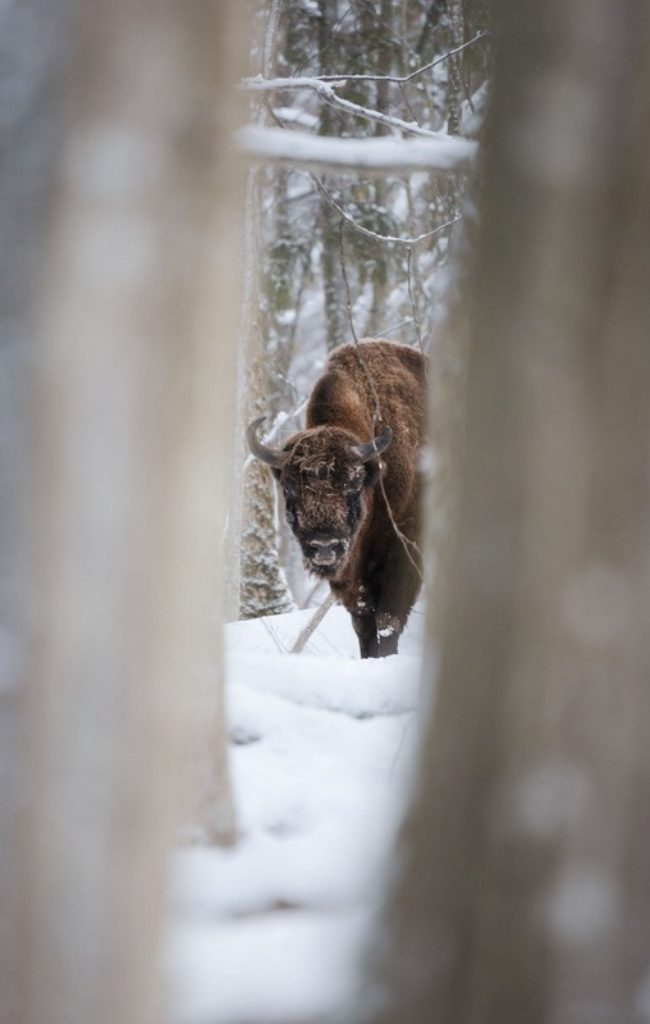 A European bison in the snowy Bialowieza Forest