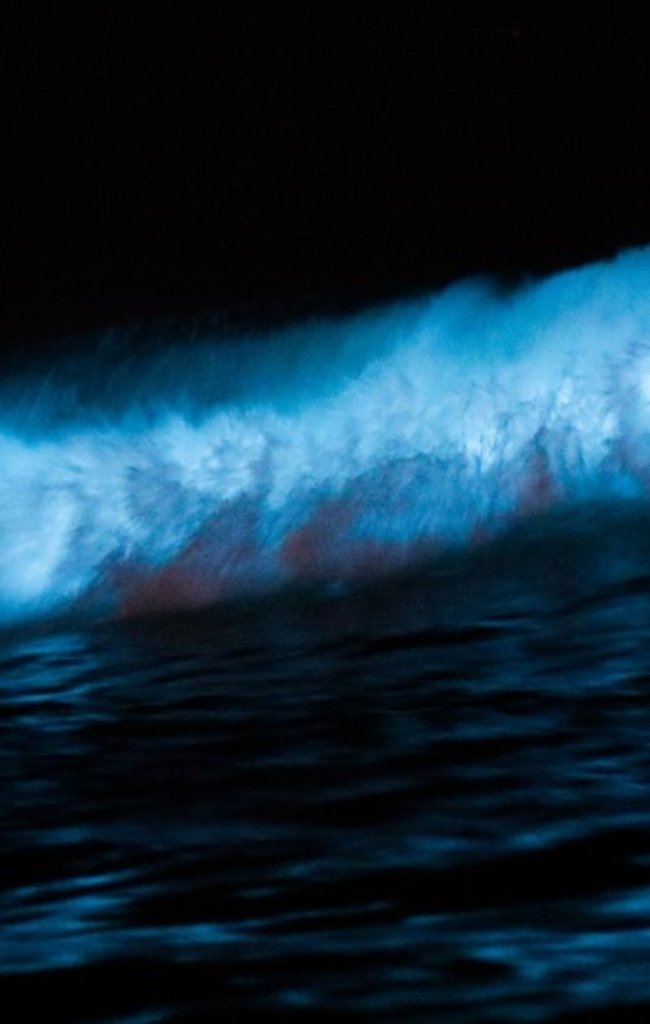A wave glowing blue with bioluminescence at night