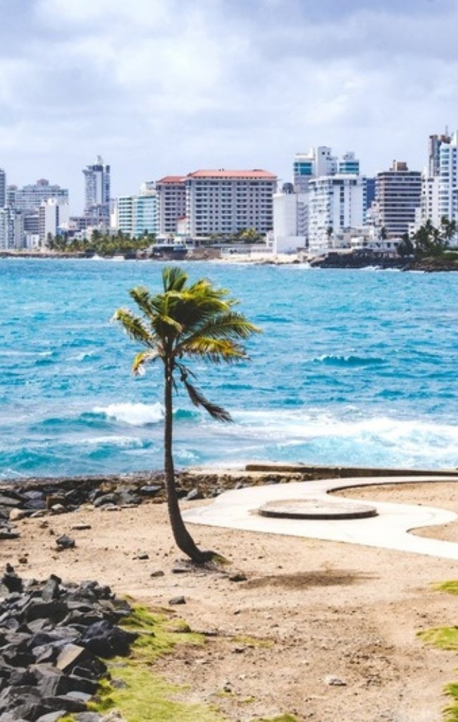 Palm trees on the waterfront with the San Juan skyline beyond