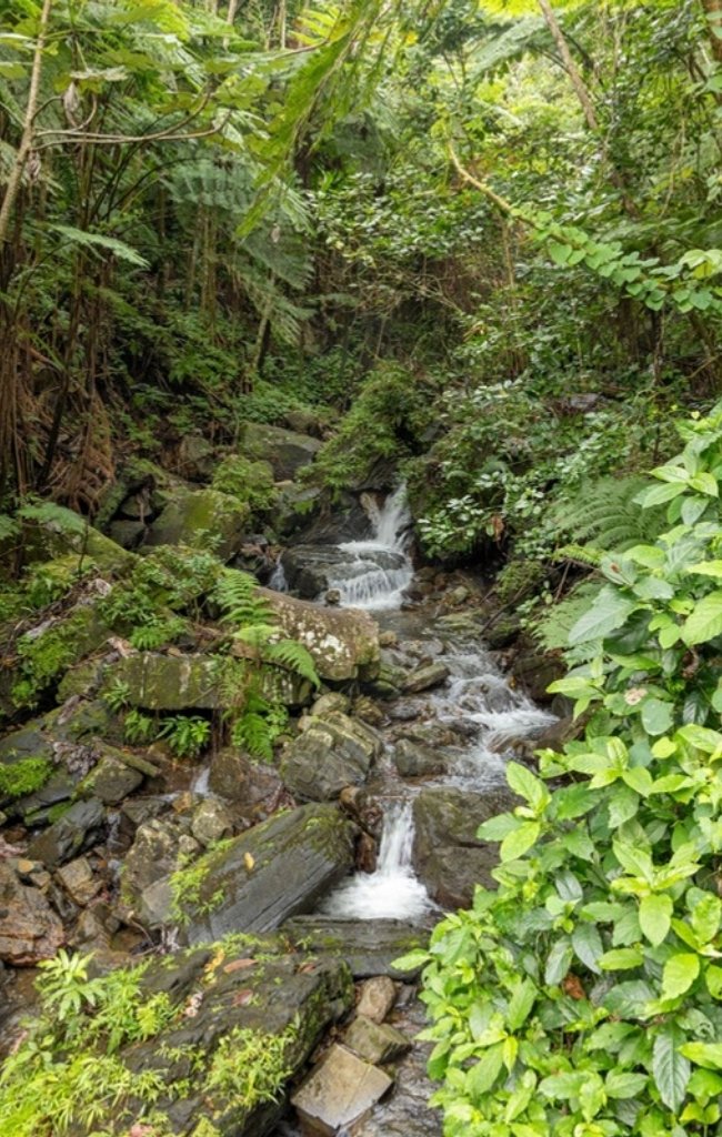 A stream tumbling over rocks through the rainforest of El Yunque