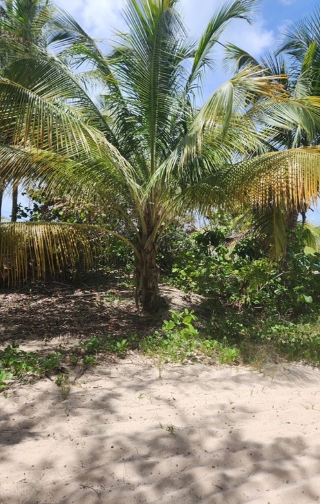 Coconut palms above the white sand of an island beach