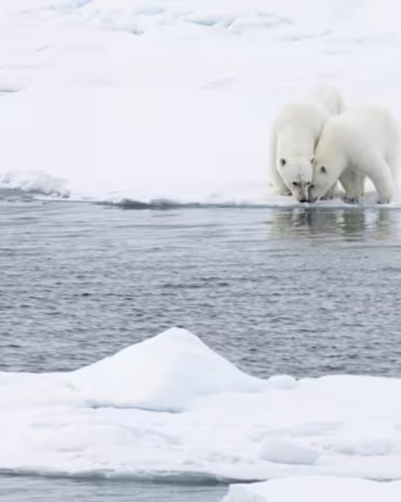 Two polar bears at the edge of the sea ice