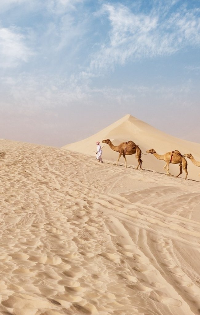 A guide leading camels over a sand dune