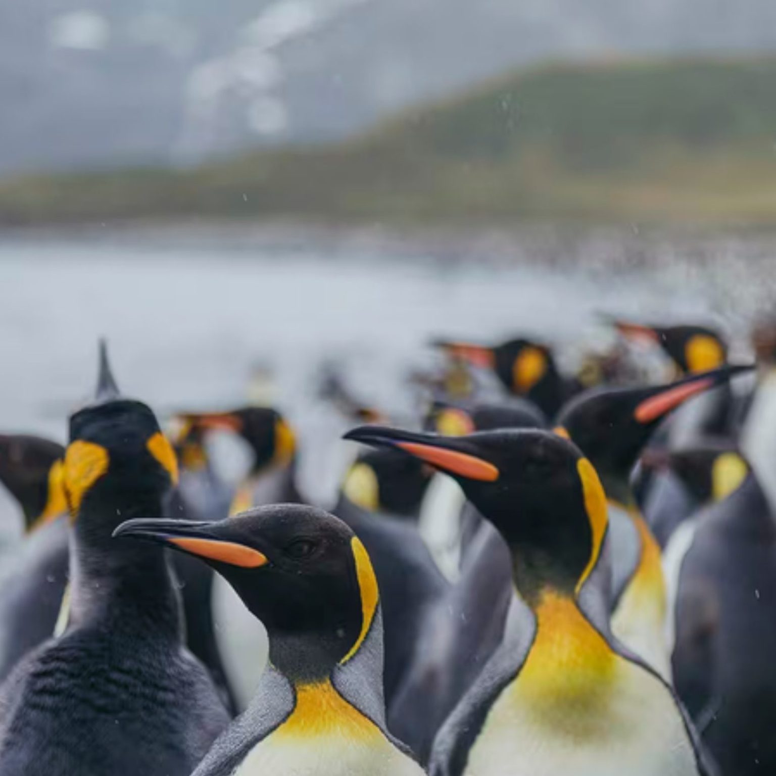 King penguins on a beach in South Georgia