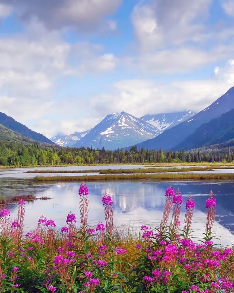 Fireweed in bloom beside a lake below Alaska’s mountains