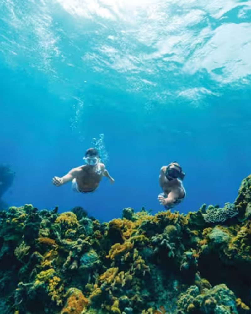 Two snorkelers over a coral reef in Cozumel