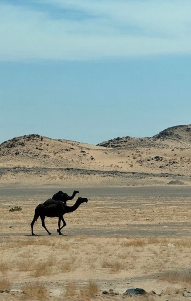 Camels walking through the desert near Riyadh