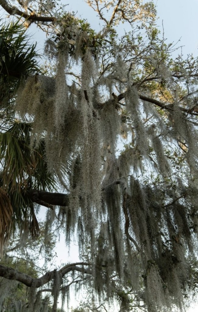 Spanish moss hanging from the limbs of a live oak