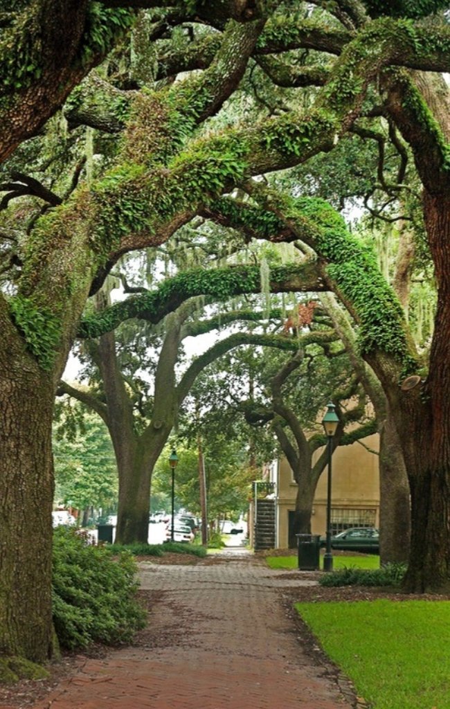 A brick path beneath moss-draped live oaks