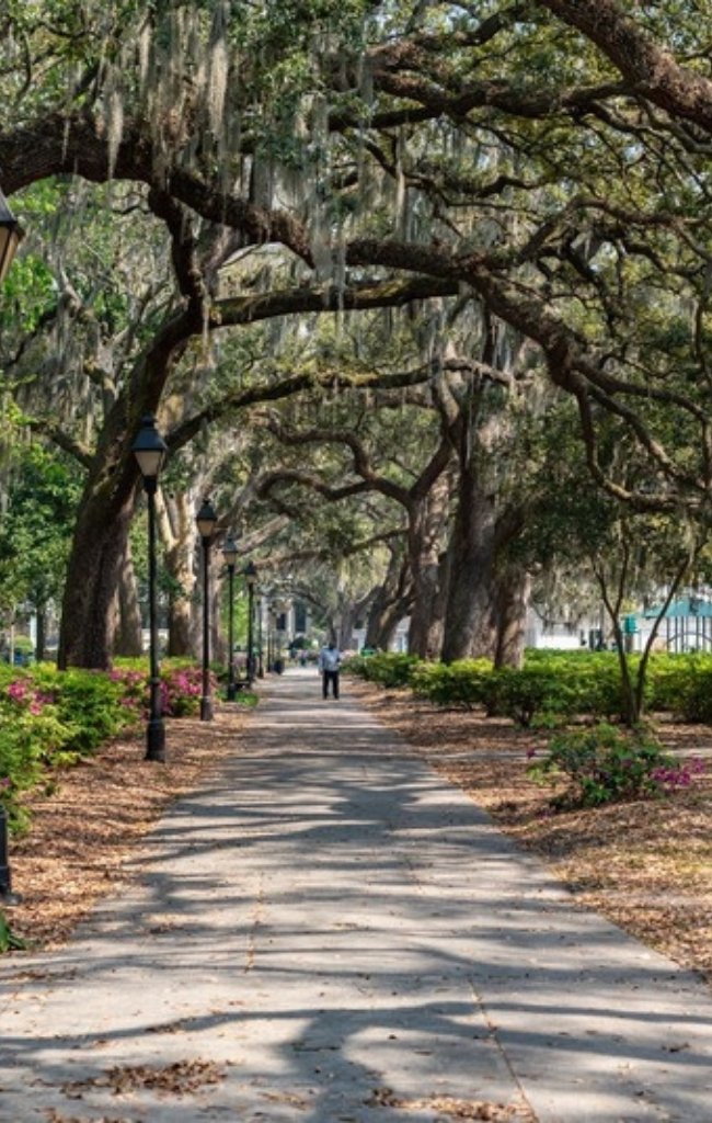 An oak-shaded walkway lined with azaleas in Forsyth Park