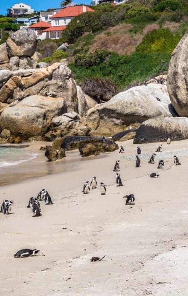African penguins on the sand at Boulders Beach