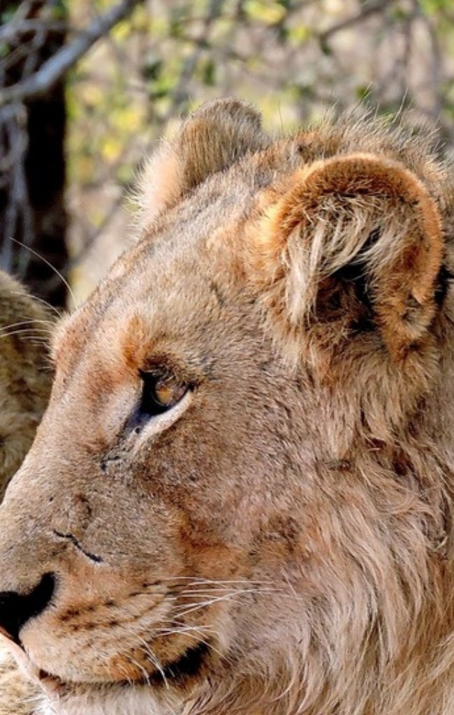 A lion resting in the grass on safari