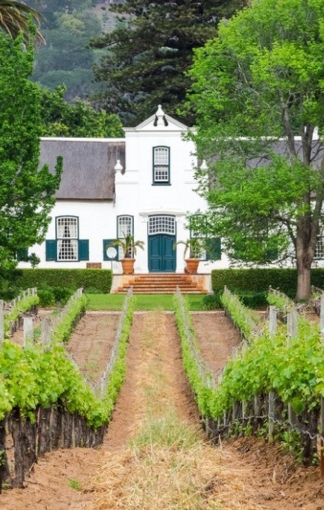 A white Cape Dutch manor house at the end of a row of vines