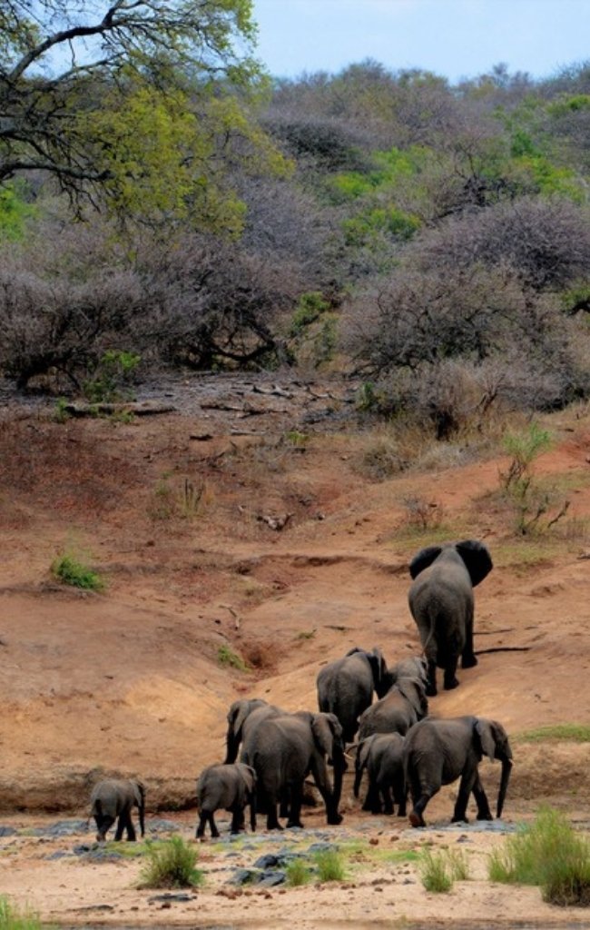 A herd of elephants walking through the bush in Kruger National Park