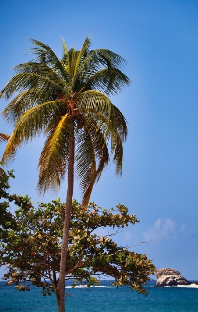 A palm tree against blue sky and sea in St. Lucia