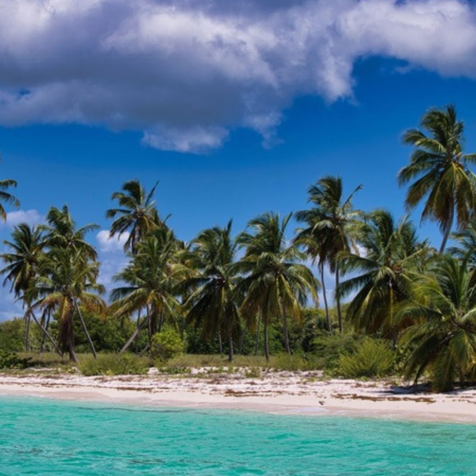Palm trees over a white sand Caribbean beach